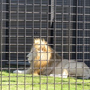 White African Lion