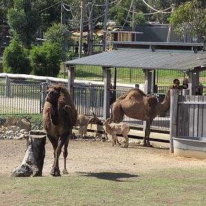 Dromedary Camel and Barbary Sheep