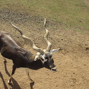 Blackbuck
