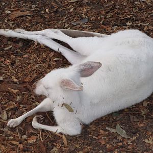 Albino (Eastern?) Grey Kangaroo