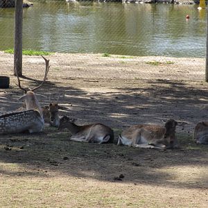 Fallow Deer Herd