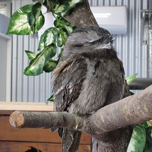 Tawny Frogmouth
