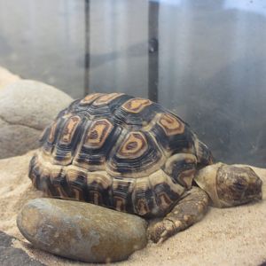 Young Leopard Tortoise