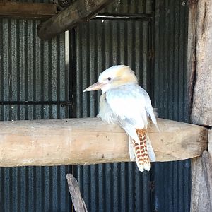 White Laughing Kookaburra