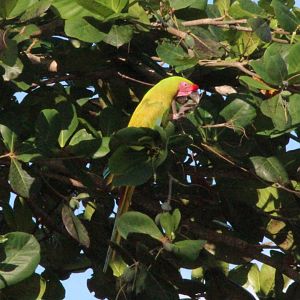 Great Green Macaw - Mar 2019