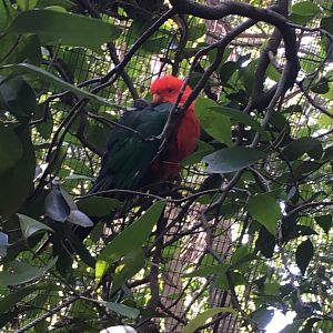 Australian King Parrot