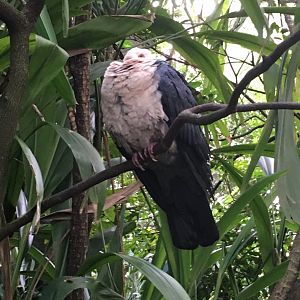 White-headed Pigeon