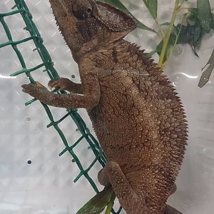 Furcifer oustaleti