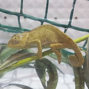 Flap-necked chameleon - Chamaeleo dilepis