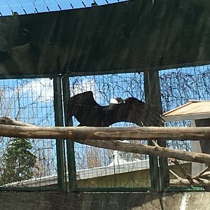 Andean Condor