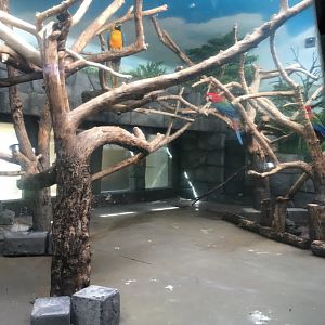 Macaws in a bland aviary