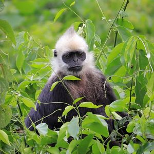 White-headed langur