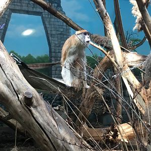Patas Monkey