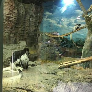 Mantled Guerezas (with hidden baby!)