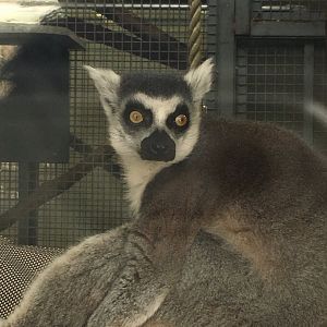 Ring-tailed Lemur
