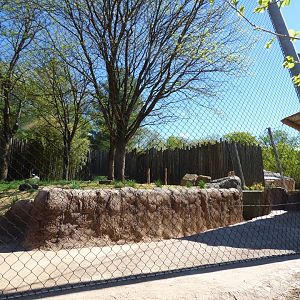Renovated Lion Exhibit - April 2019