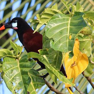Montezuma Oropendola - Mar 2019