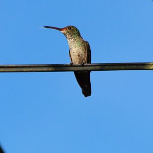 Scaly-breasted Hummingbird - Mar 2019