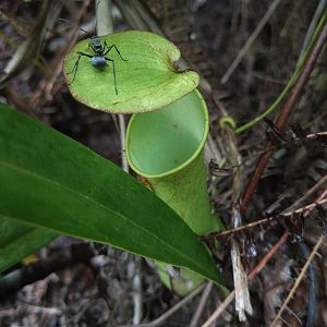 Pitcher Plant & Ant