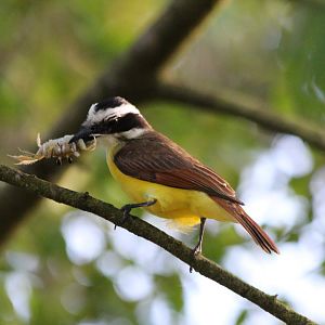 Great Kiskadee - Mar 2019
