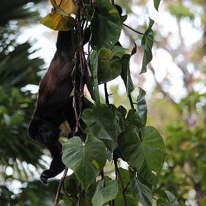 Golden-mantled Howler Monkey - Mar 2019