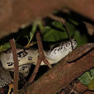 Boa Constrictor - Mar 2019