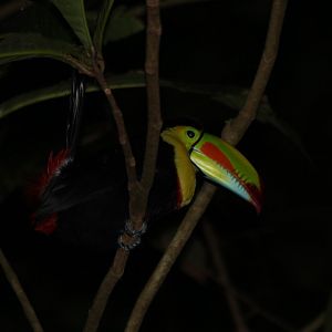 Keel-billed Toucan - Mar 2019