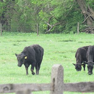 Angus beef cattle