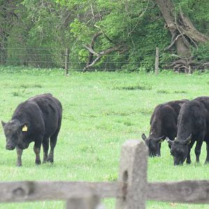 angus beef cattle