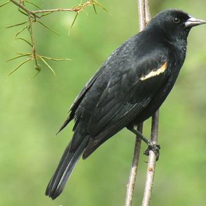 red winged black bird