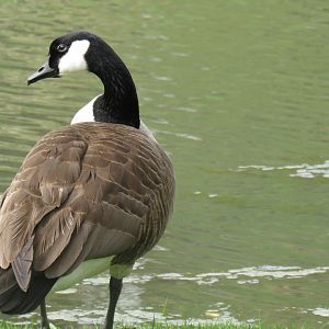 Canada goose