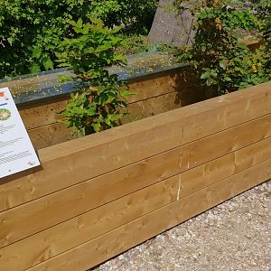 Enclosure Horsfield's tortoise