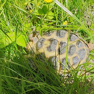 Horsfield's tortoise