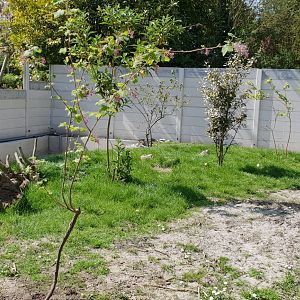 New Small-clawed otter-enclosure