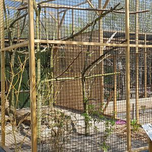 New Grey-cheeked hornbill-aviary