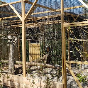 Hornbill - Touraco aviary