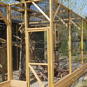 White-cheeked touraco-aviary