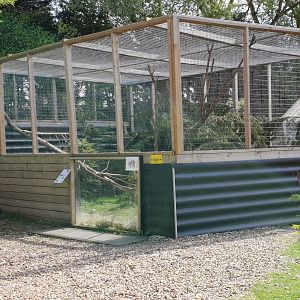 Enclosure Asian palm civet