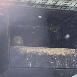 European eagle owl chick at the nest