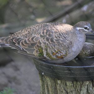 Common bronze-winged pigeon