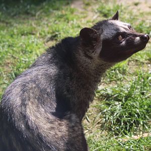 Asian palm civet
