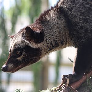 Asian palm civet