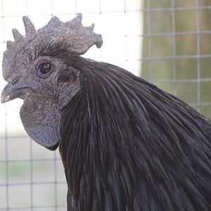 Ayam Cemani