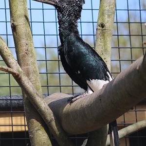 Grey-cheeked hornbill - female