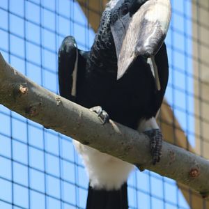 Grey-cheeked hornbill - male