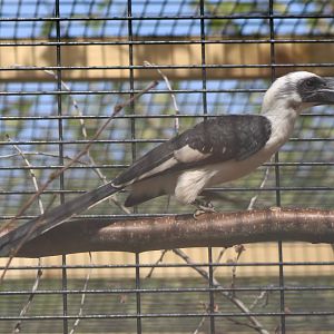 April 22 2019on der Decken's hornbill