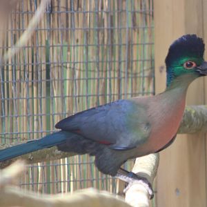 Purple-crested touraco - red-breasted subspecies