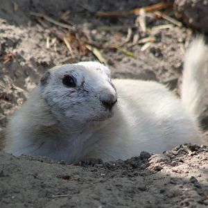 White Black-tailed prairiedog
