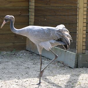 European crane
