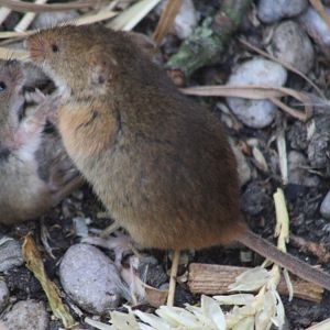 Harvest mouse with young